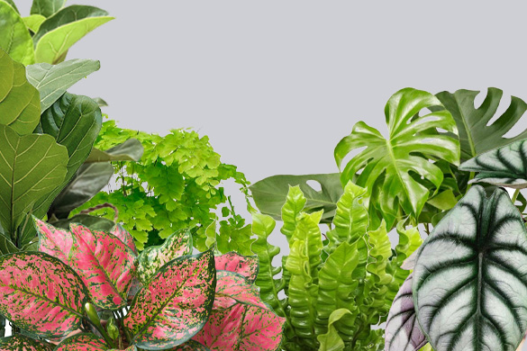 Зеленый дом