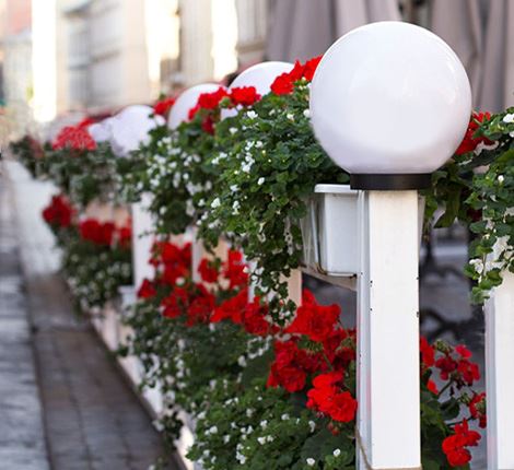 растения для кафе и ресторанов