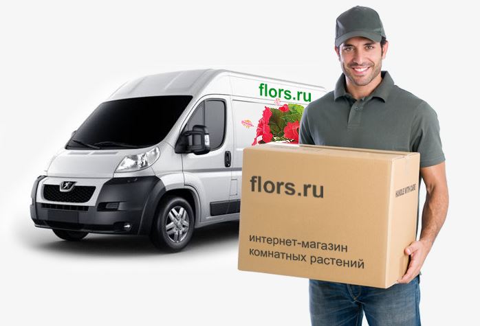 Комнатные растения с доставкой