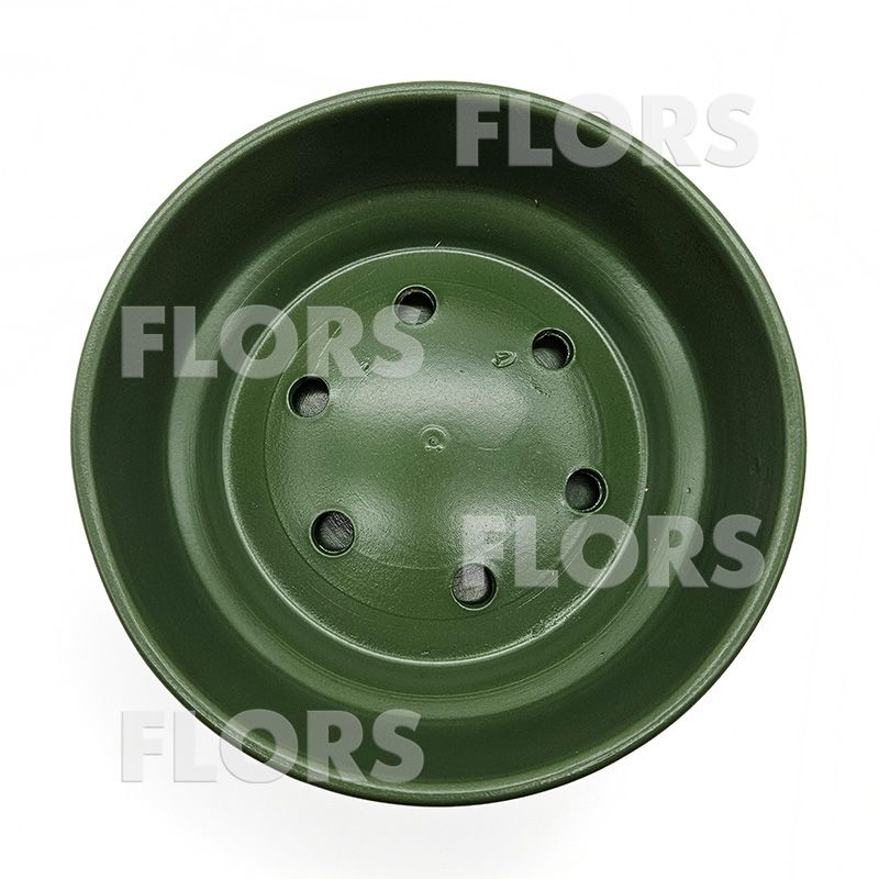 Бонсайница Колор зеленый