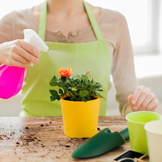 Ошибки ухода за комнатными растениями