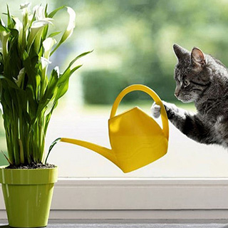 Полив цветов во время отпуска