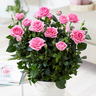 Как ухаживать за комнатной розой