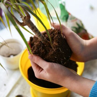 Пересадка – как понять пора или не стоит?