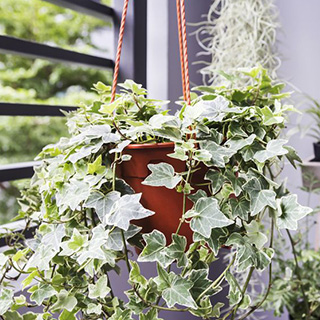 Растения в подвесных кашпо