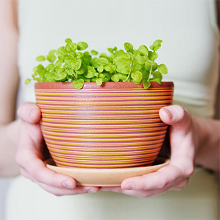 Избавиться от вредителей комнатных растений