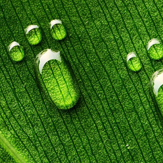 Защита растения от сухого воздуха